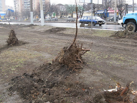 У період реконструкції проспекту Гагаріна було знищено 1463 дерева