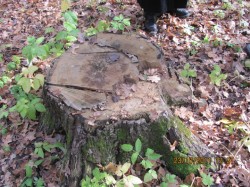 В олексіївському лісі невідомі особи обдирають кору навколо стовбурів і вирубують цінні породи дерев