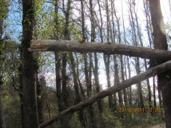 В олексіївському лісі невідомі особи обдирають кору навколо стовбурів і вирубують цінні породи дерев