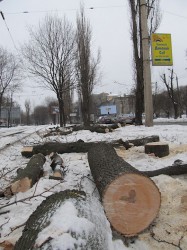 Під загрозою опинилось 6 220 дерев, що ростуть вподовж Московського проспекту. Вирубка почалася неподалік станції метро «Завод ім. Малишева»