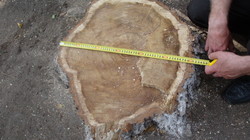 Харківський відділ освіти змушує вирубувати дерева на шкільних подвір’ях