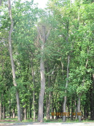 У парку видатного українського драматурга Григорія Квітки-Основ'яненка близько третини дорослих дерев намічено під вирубку