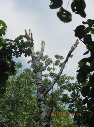 У парку видатного українського драматурга Григорія Квітки-Основ'яненка близько третини дорослих дерев намічено під вирубку
