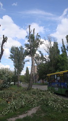 Навколо храму Святителя Миколая вирубано майже всі дерева