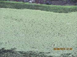 У місті Харкові два озера перетворюються на мертві товщі сіро-зеленої рідини