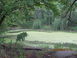 У місті Харкові два озера перетворюються на мертві товщі сіро-зеленої рідини
