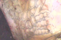 Труп чоловіка з татуюванням дракона знайдений під Харковом (ФОТО)