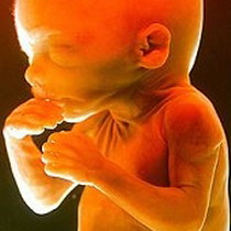 Вчені: ембріон не відчуває болю до 24 тижнів вагітності