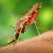 Вченим вдалося скоротити тривалість життя комарів та зменшити заражувальну здатність цих комах
