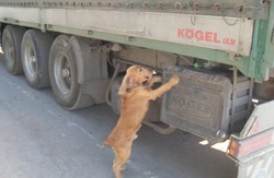 Харківські активісти зібрали допомогу собакам-погранцям