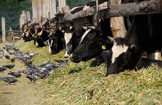 У Харківській області вирізають велику рогату худобу
