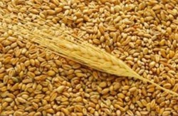 Аграрний фонд з вересня ввів форвардні закупівлі зерна врожаю 2015 року