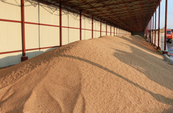 На елеватори Харківської області сільгосптоваровиробниками завезено майже 20 тисяч тонн зерна