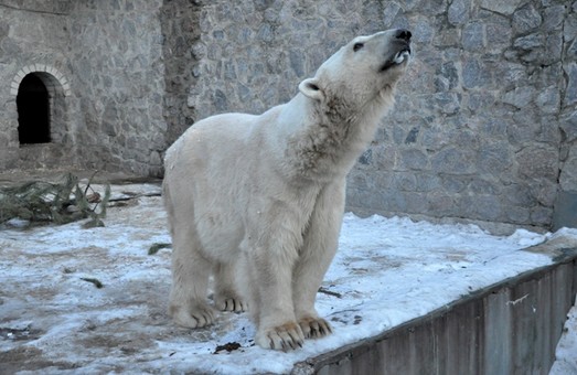 У Харківському зоопарку про тварин взимку не забувають