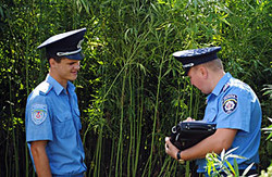 Дніпропетровські міліціонери  продають «травичку»