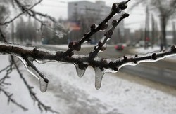 Розгул стихії в Харкові: дерева, які впали, і зупинка трамваїв (фото)