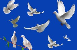 В Муніципалці оселяться одеські голуби