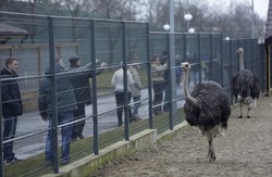 Чи можуть розмножуватися страуси без Януковича?