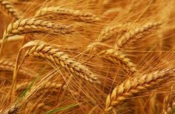 В Аргентині збільшили експорт пшениці на 57%
