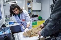 У Харкові відкрили перший в Україні пересувний ветеринарний кабінет