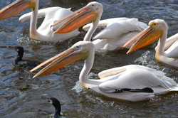 У Харківському  зоопарку зустріли весняних птахів
