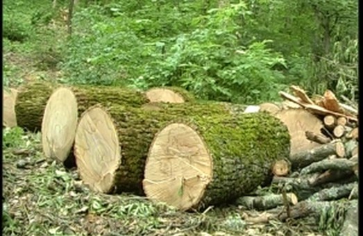 На Харківщині з потурання місцевої ради вирубують вікові ліси