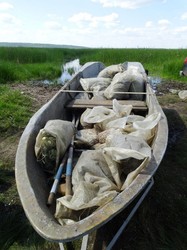 На Харківщині рибу ловлять у промислових масштабах