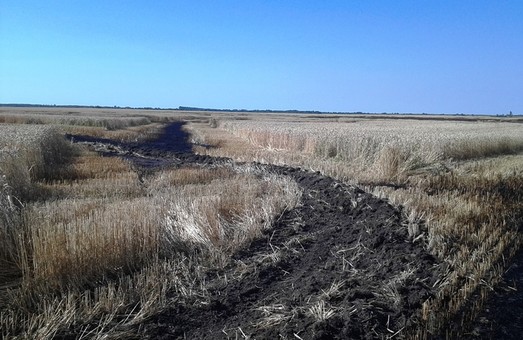 На Житомирщині згоріло 5 гектарів пшениці