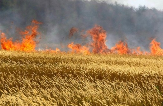 Під Харковом згоріло 100 гектарів пшениці