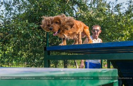 Мешканцям Холодногірського району тепер є де "офіційно" вигуляти собаку