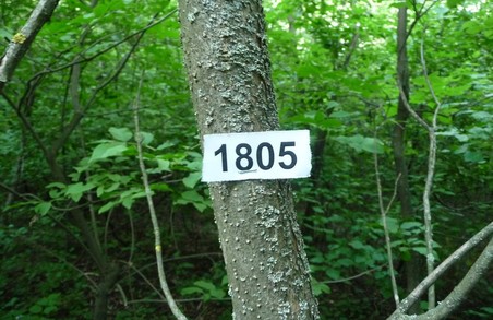 Харків перейме досвід Нюрнберга щодо інвентаризації дерев