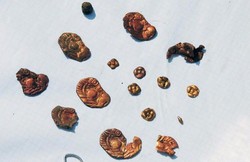 На Полтавщині археологи знайшли скіфське золото