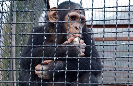 У зоопарку Харкова облаштують «Планету мавп»