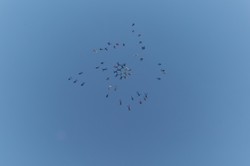 Військовий літак і 50 парашутистів: як у Коротичі встановлювали рекорд (ФОТО)