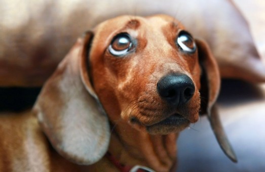 Харків'яни на відпочинку загубили собаку з прикрасою в 400 тис. гривень