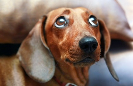 Харків'яни на відпочинку загубили собаку з прикрасою в 400 тис. гривень