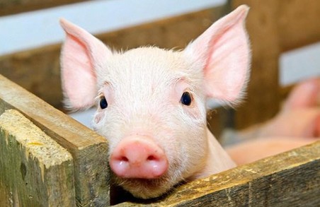 На Харківщині виявили африканську чуму свиней