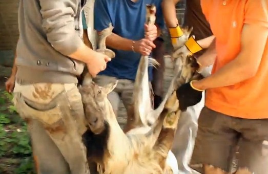 Харківський зоопарк відрядив своїх козлів до Миколаєва (ВІДЕО)