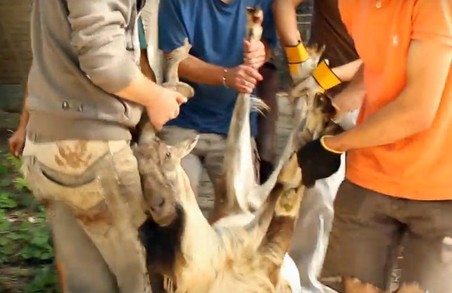 Харківський зоопарк відрядив своїх козлів до Миколаєва (ВІДЕО)