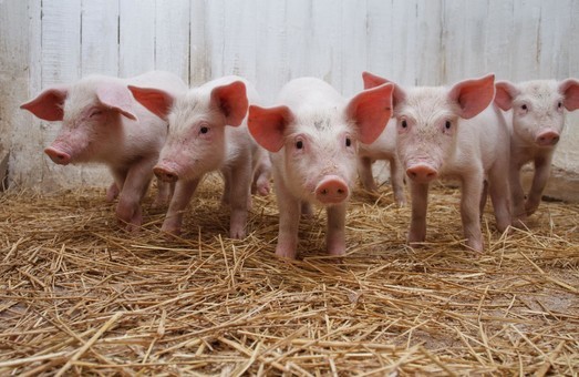 Близько 400 свиней у Харківській області були заражені африканською чумою - Марк Беккер