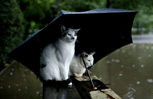 Впадуть дощі. Цього тижня Україну очікує дощова та холодна погода