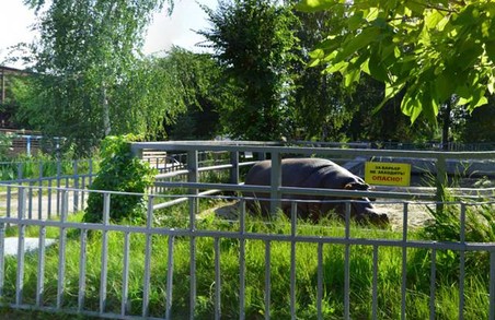 У зоопарк - не виходячи з дому: в Харкові запрацював віртуальний тур