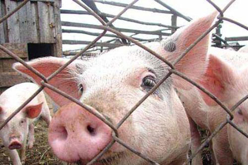 Африканська чума свиней в Харківській області: чому спалах трапився в Чугуївському районі