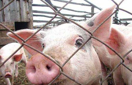 Африканська чума свиней в Харківській області: чому спалах трапився в Чугуївському районі