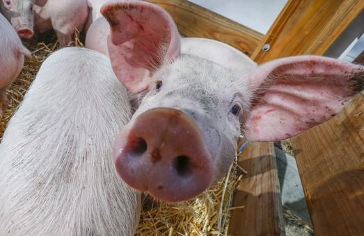 Африканська чума свиней під Харковом: зафіксований новий спалах