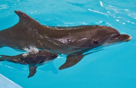 Харків'яни оберуть ім'я новонародженому дельфінятку