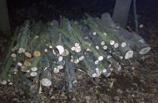 В Харкові незаконно спиляли більше півсотні дерев