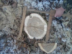 У Вовчанському лісгоспі горе-лісоруб зрубав рідкісні породи дерев (Фото)