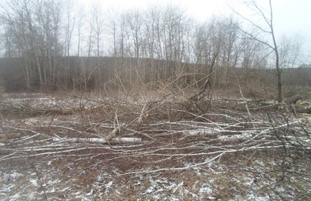 У Вовчанському лісгоспі горе-лісоруб зрубав рідкісні породи дерев (Фото)
