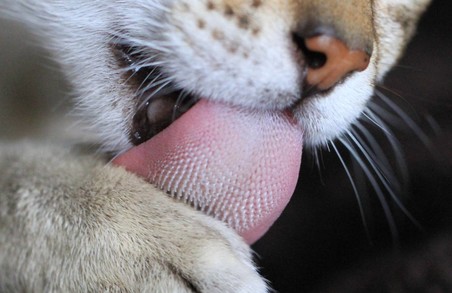 На 3D-принтері роздрукували котячий язик